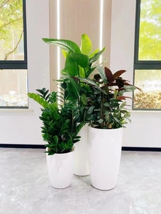 专业租摆，宁波前湾植物焕发生机的秘诀